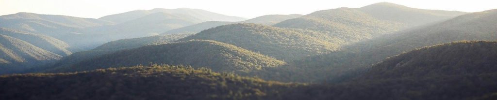green trees on mountain during daytime