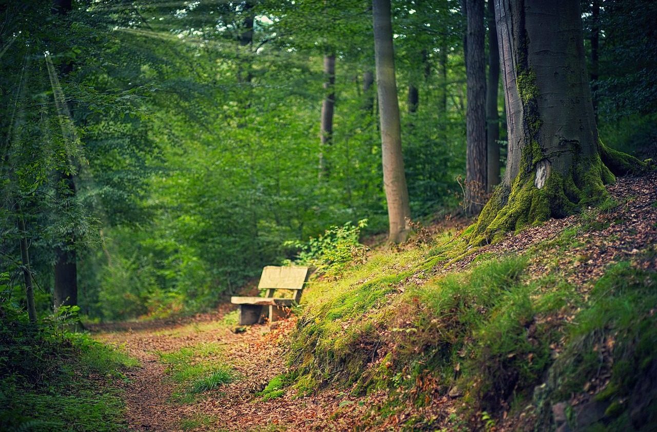 path, forest, bank, quiet, forest path, nature, hike, landscape, trail, trees, wood, light, shine, sunbeams, sun, spring, glade, root, green, mood