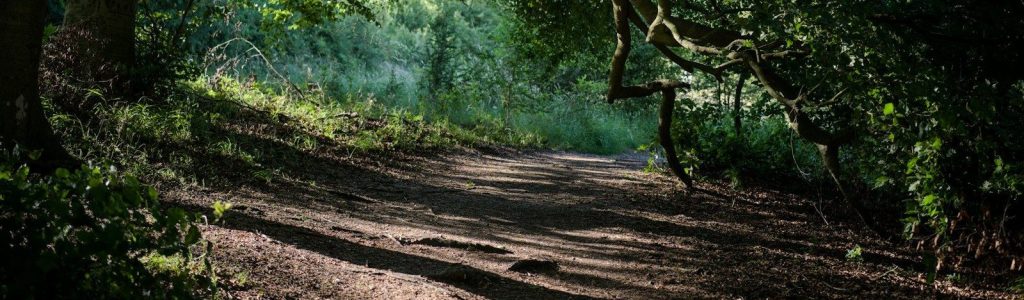 A sun-dappled path winding through a lush green forest